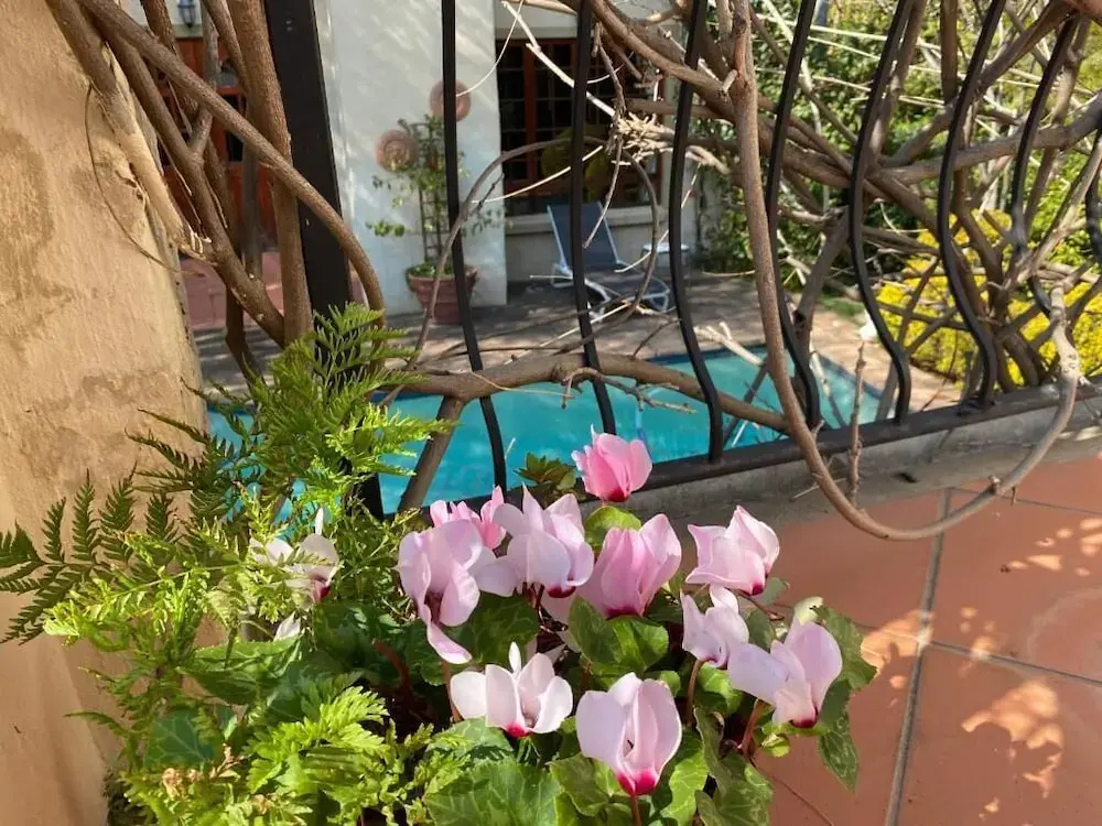 Tuscan Rose