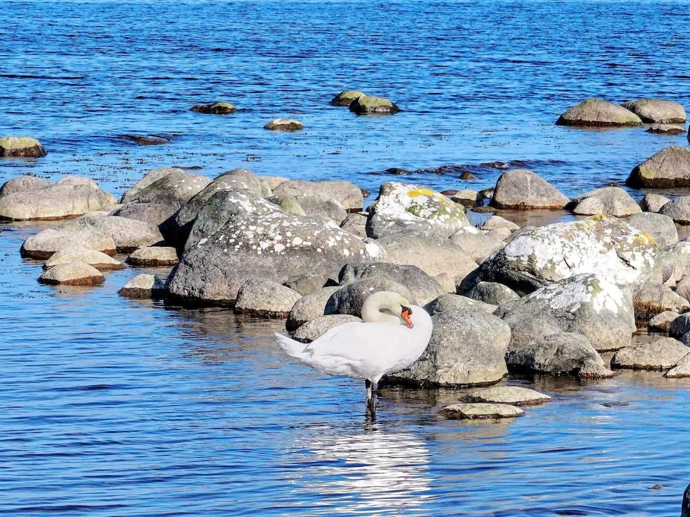 4 Star Holiday Home in Kivik