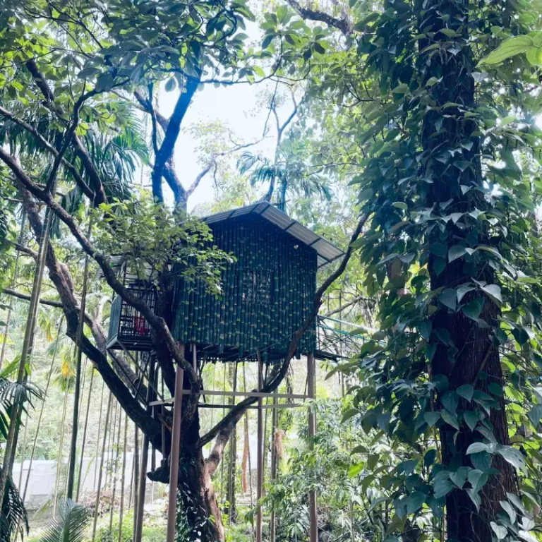 Treetop Resort
