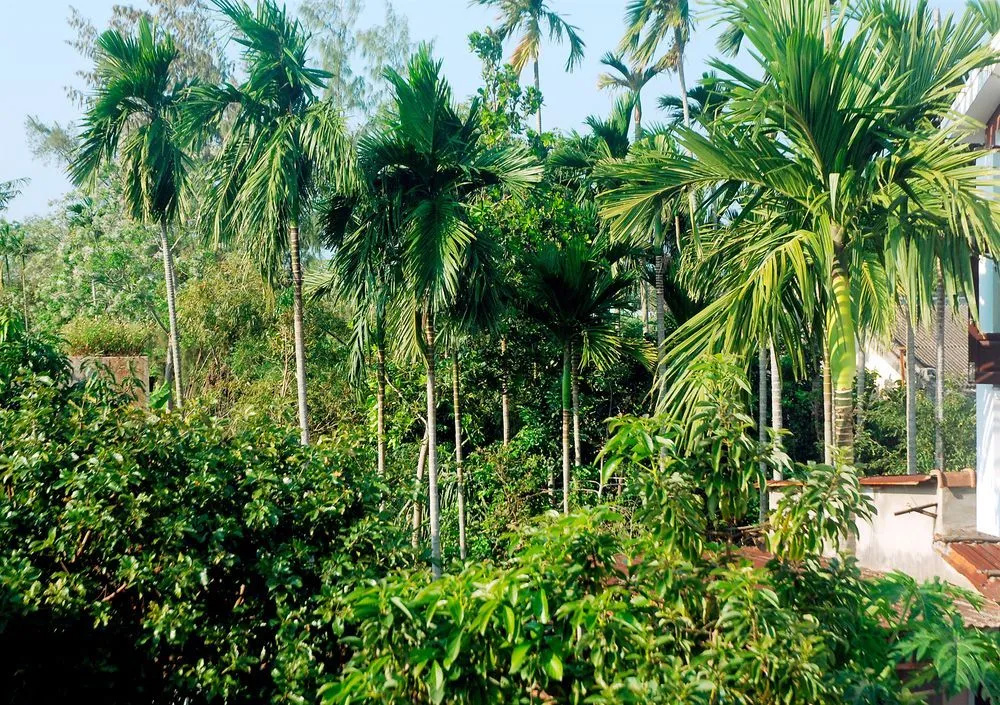 Hoi An Sunny Homestay