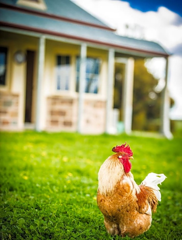 Barossa Vineyard Cottages