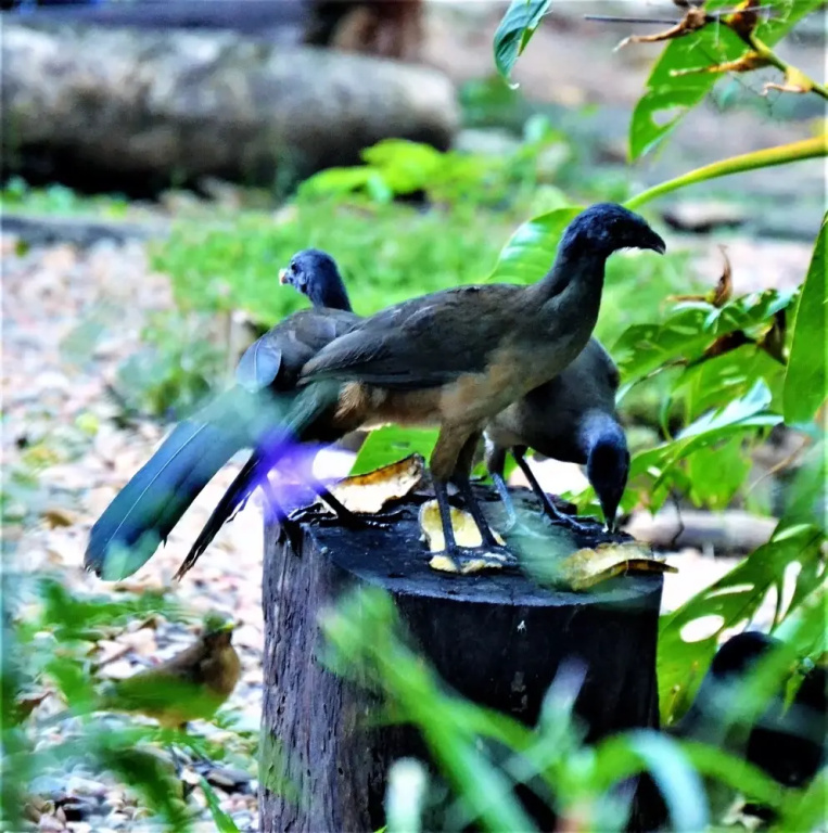 Tree Top Tropical Oasis in San Ignacio, Belize - Your Home Away From Home