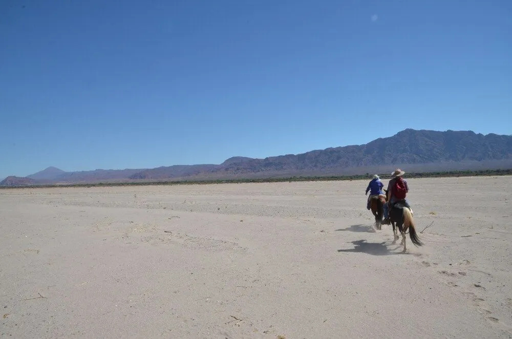 La Vaca Tranquila