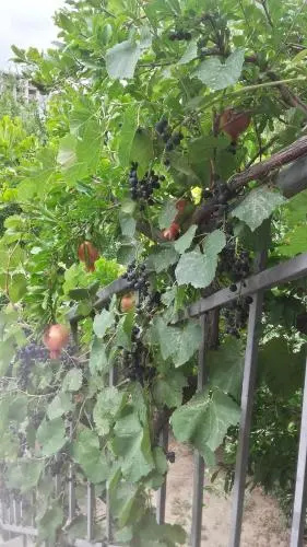 Summer Garden