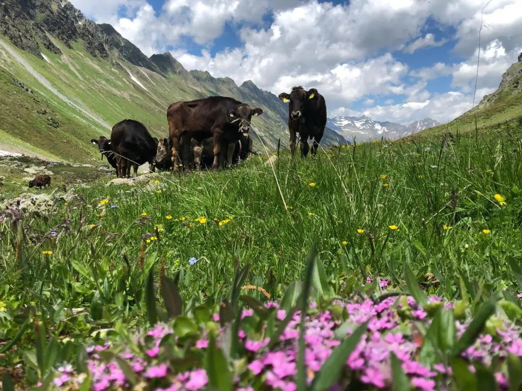 Sport- und Genusshotel Silvretta