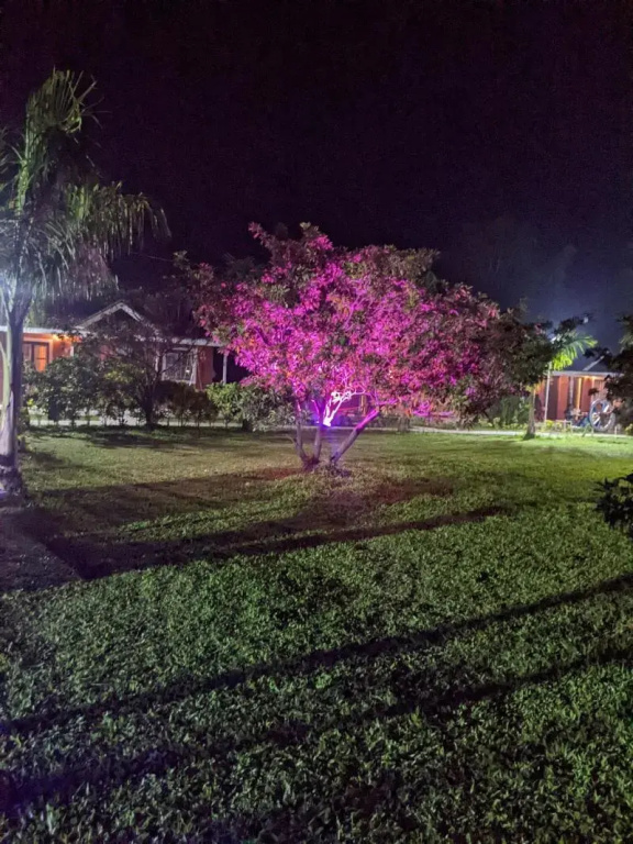 Mango Tree Farm