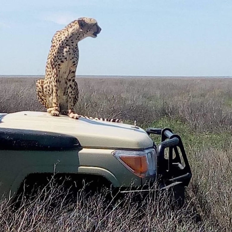 Nyikani Camp- Central Serengeti