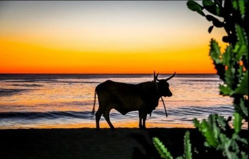 Hacienda Amarilla Del Mar