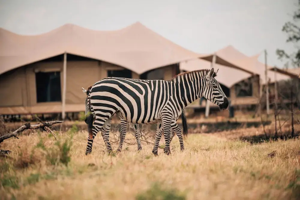 Pumba Luxury Camps