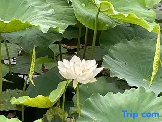 Qiubei returns to Laixi Lake View Homestay