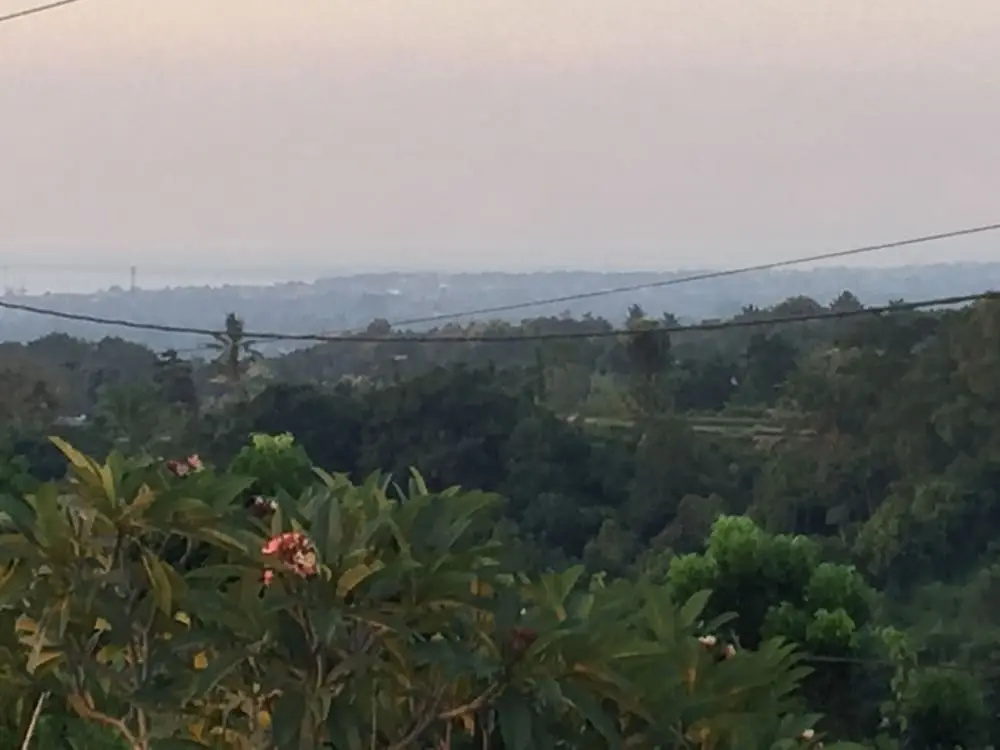 The Kayuputih