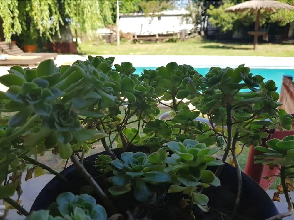 Las Moras Multiespacio