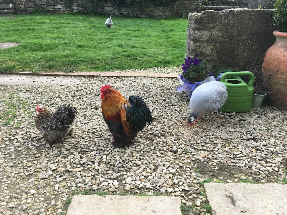 Woodcock Farm