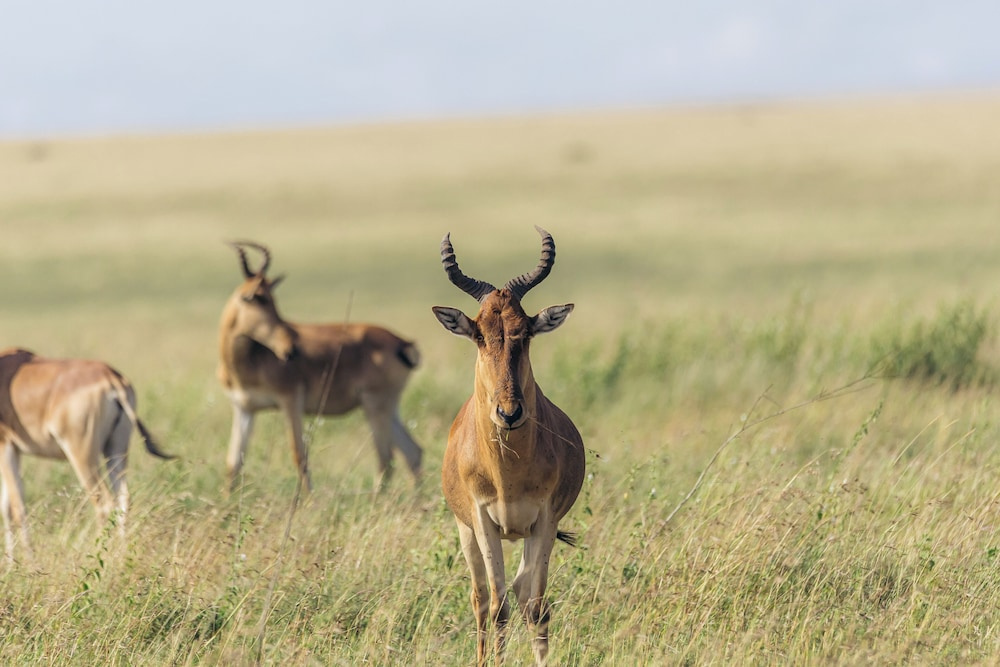 The African Kongoni Serengeti Safari Camp