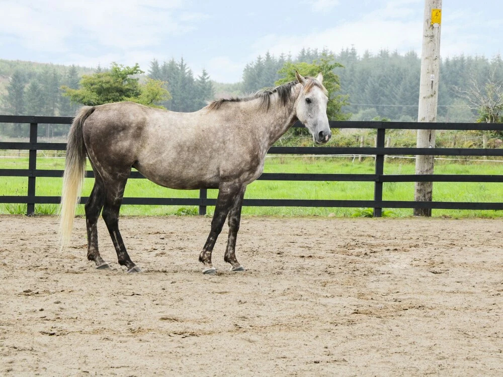 Kilronan Ranch