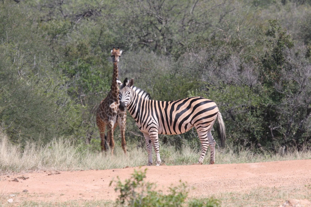 Tshukudu Game Lodge