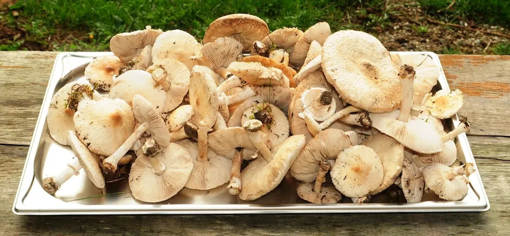 Réserve Naturelle de Boussière