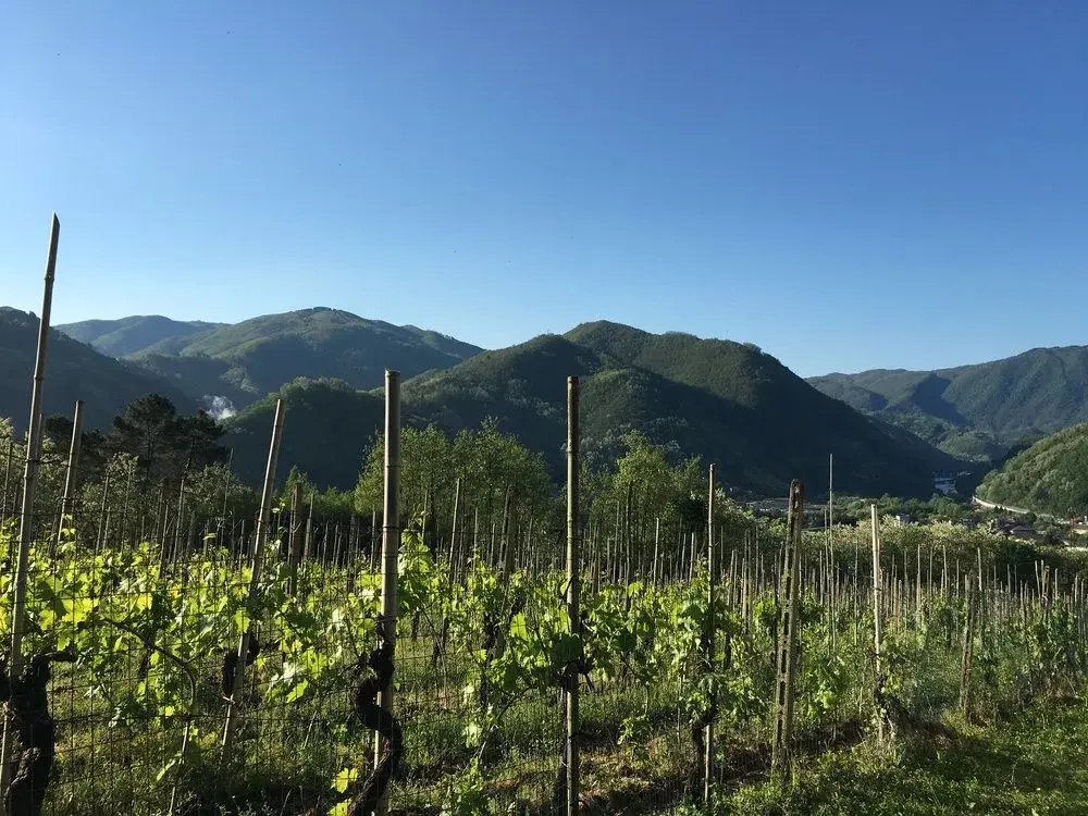 Tenuta La Fratta Apartments