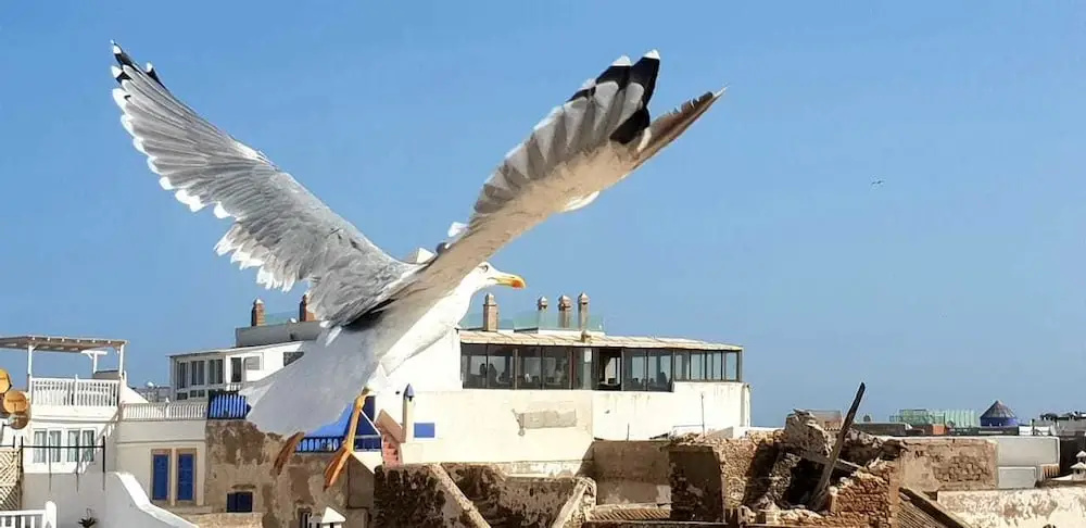 Riad De La Mer