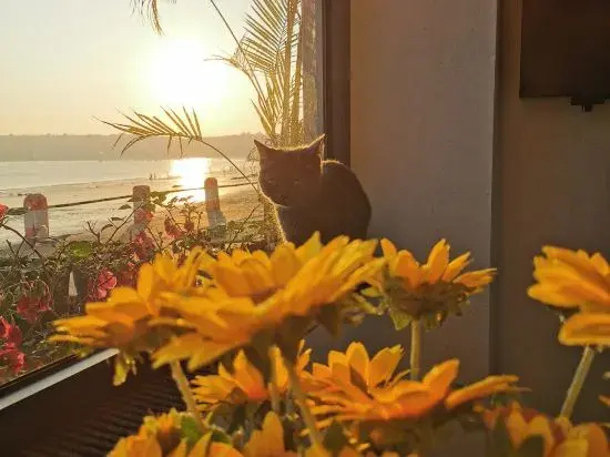 Feronia Hotel (Beihai Weizhou Island)