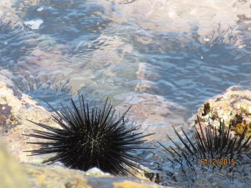 Sanderling Silent Beach Cabanas
