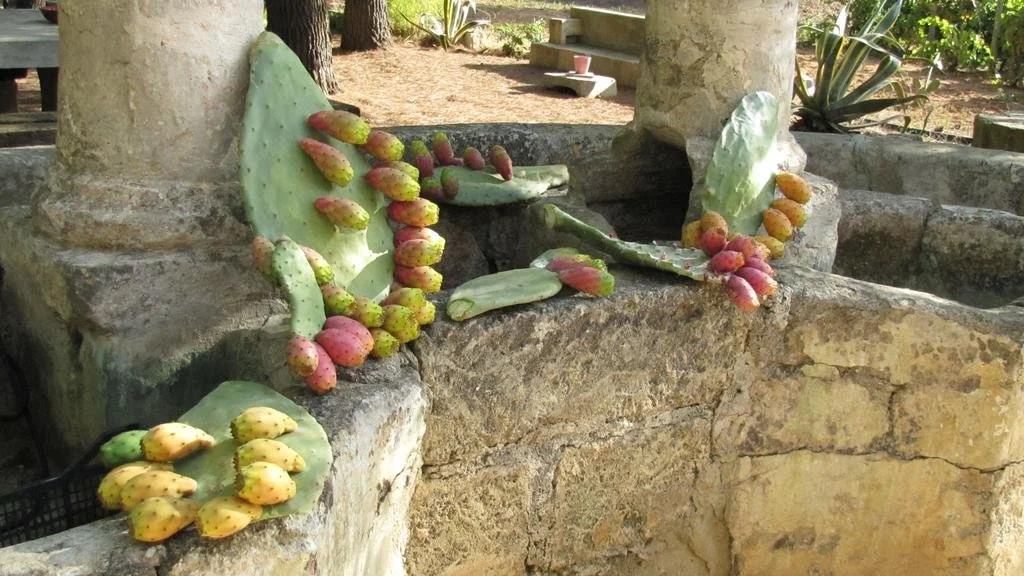 Masseria Tornesella