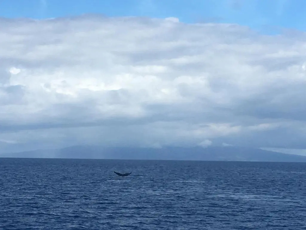 Aloha WAI2