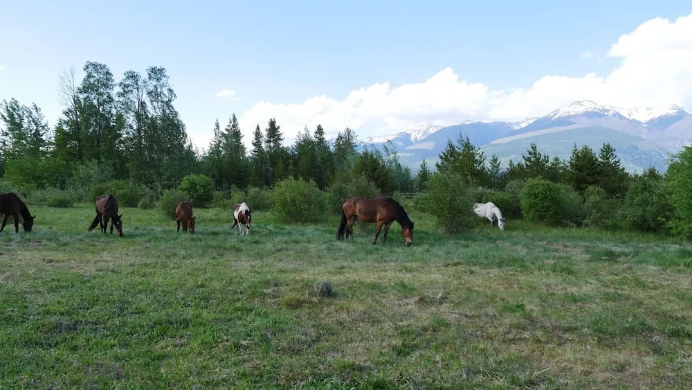 Willow Ranch