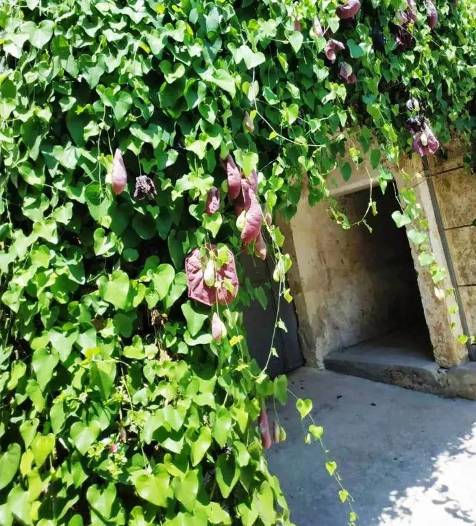 Antica Dimora Guesthouse, casa storica, Ortelle