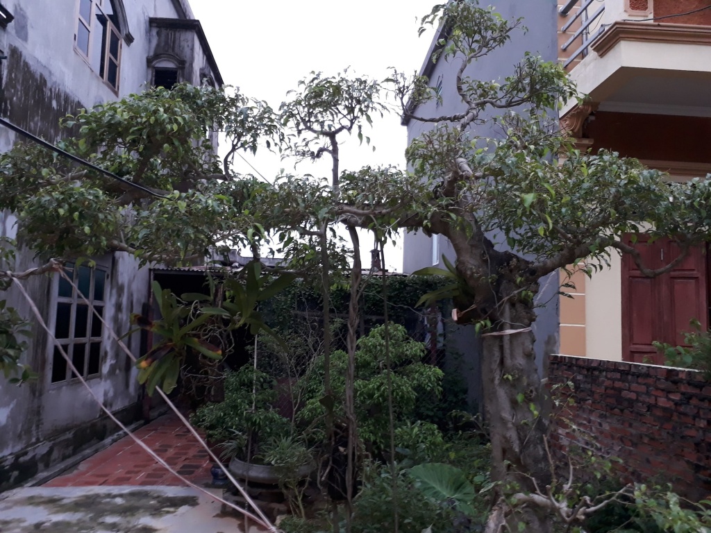 Tamcoc White Swan Hostel