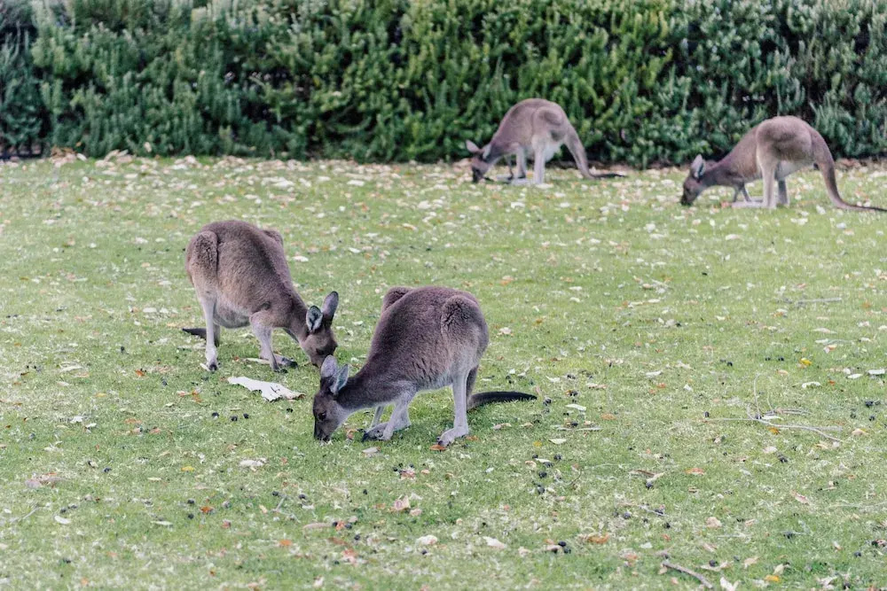 Yanchep Inn