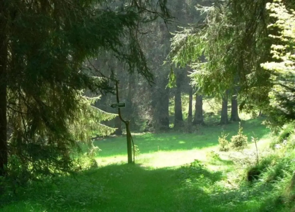 Peaceful Forest Getaway