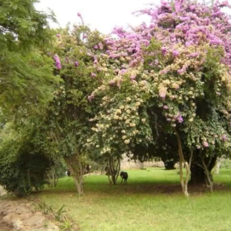 Amboni Lodge