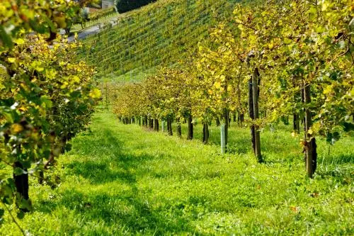 Weingut Zirngast