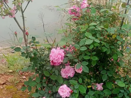 Xiandao Lake Daling Farmhouse