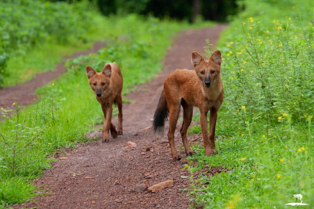 Red Earth Tadoba
