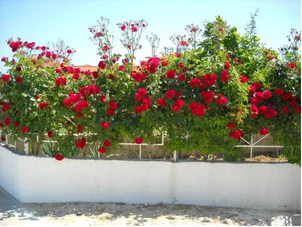 Sani Family Hotel