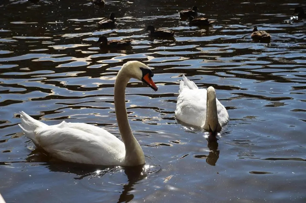 Tewitfield Marina