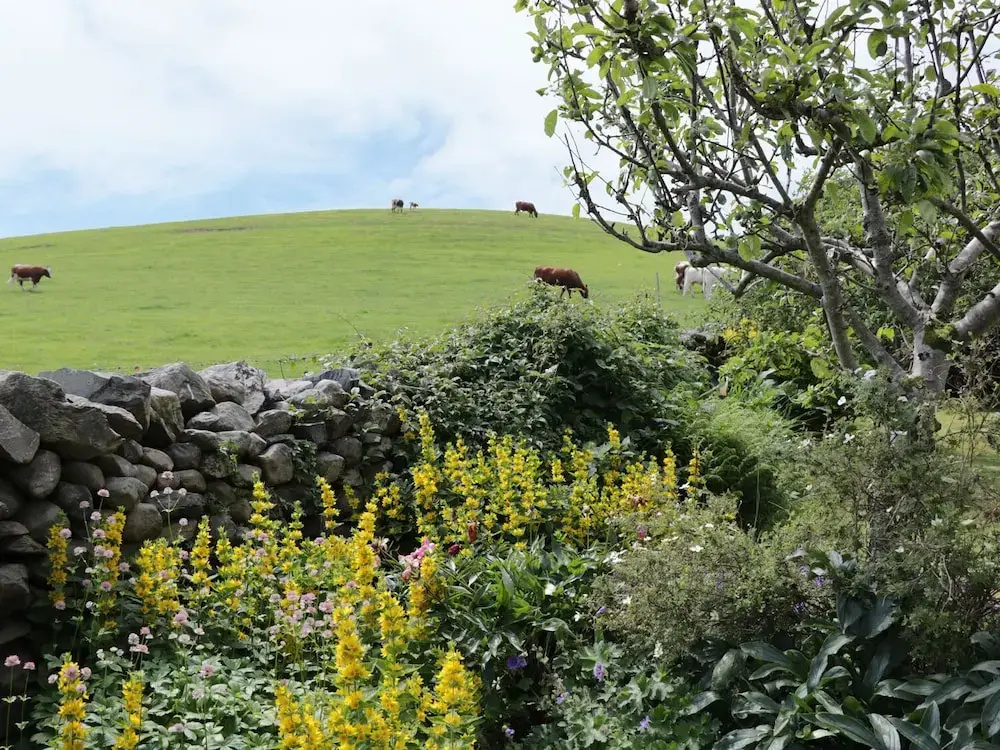 Waingate Cottage