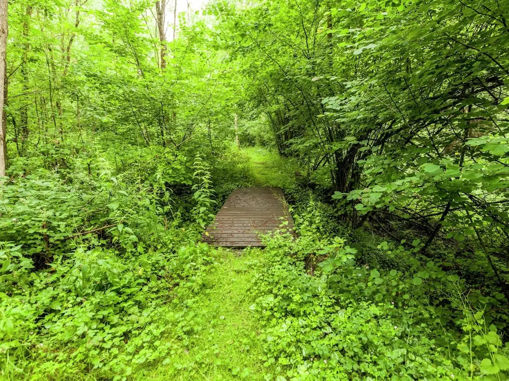 Peaceful Nature Stay in Bohon