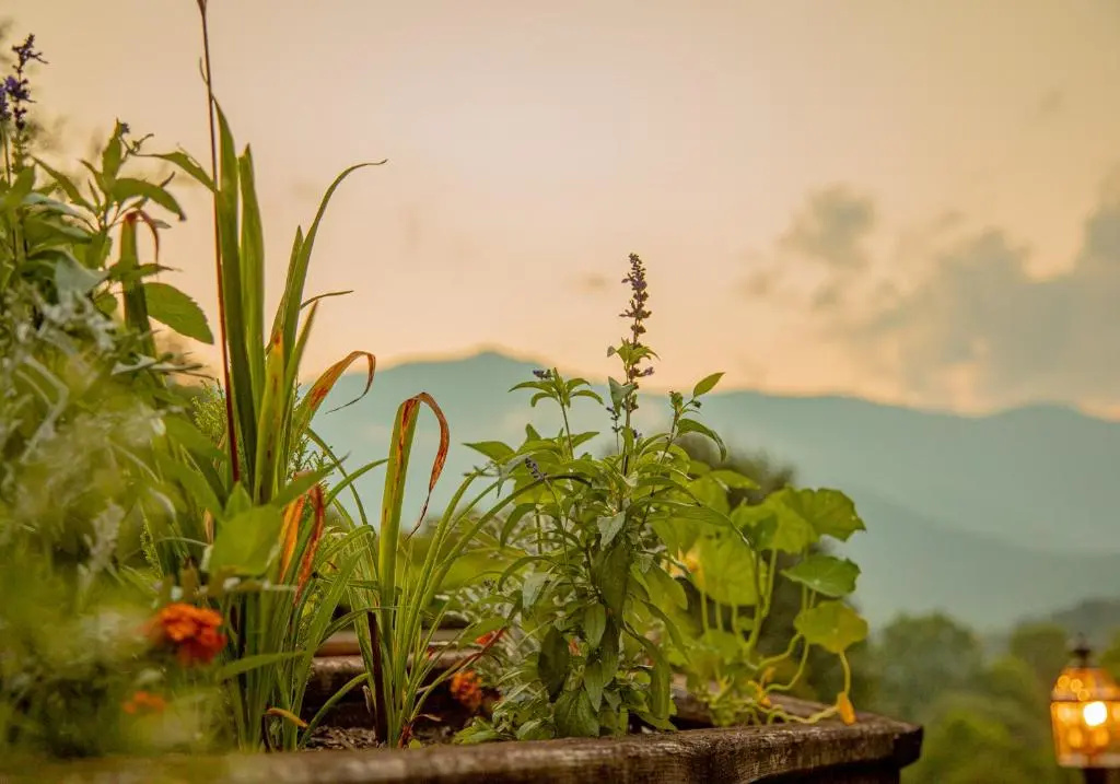 Mount Mitchell Eco Retreat