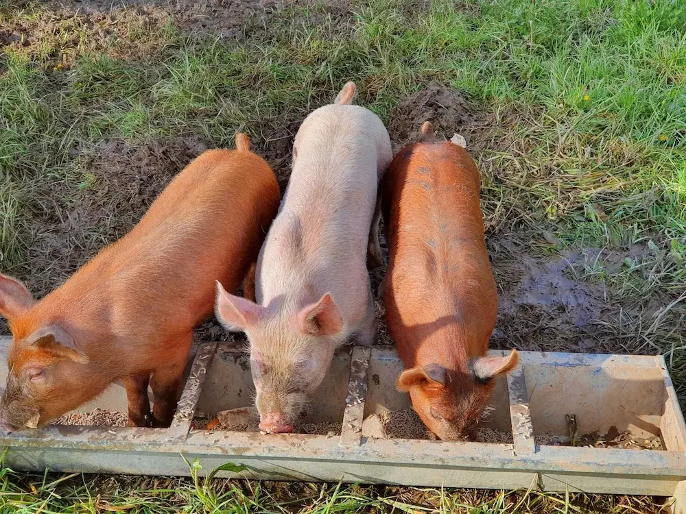 Double Decker Bus on an Alpaca Farm Sleeps 8