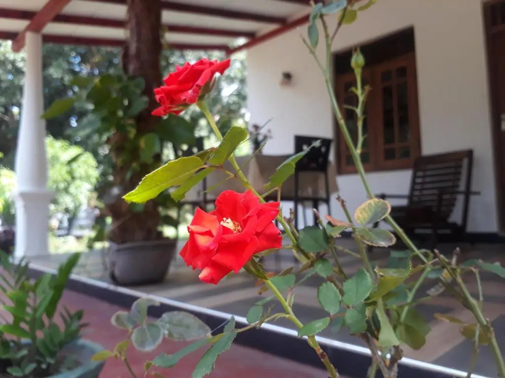 Danara Homestay