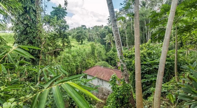 guest house lasan mas