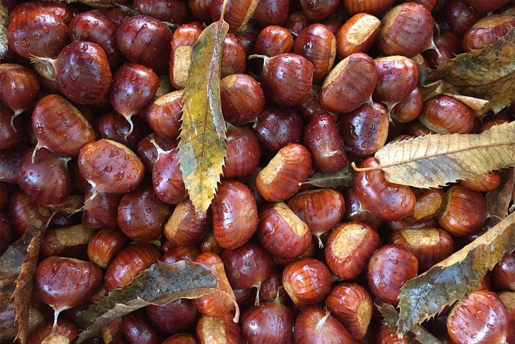 Santa Fiora Ospitalità Diffusa - La Dimora del Marrone