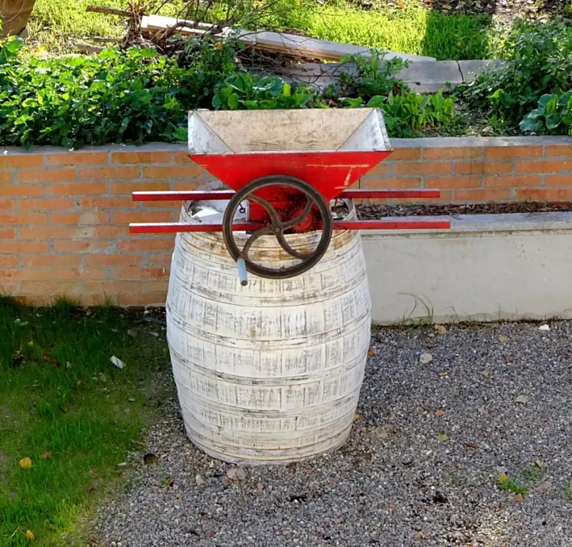 il leccio