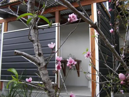 The Tree House, 6 Gowing Street