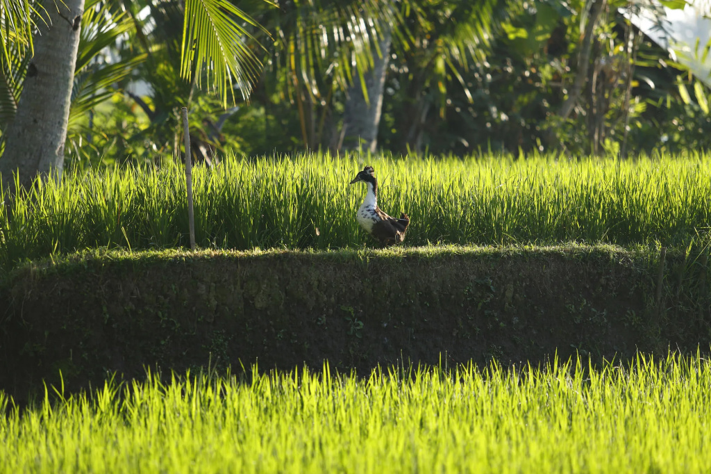 The LUXE Ubud - a Boutique Hotel
