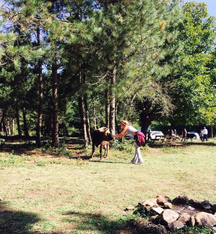 Kirkahvesi Garden - Campsite