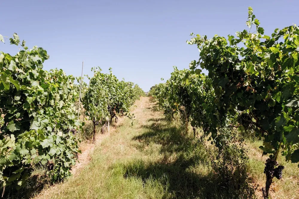 Villa Podere 109 - BioWine